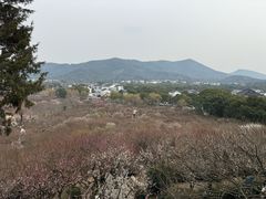 -香雪海