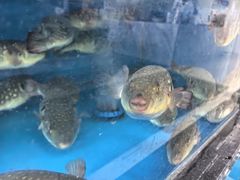 -莆鑫海鲜城(浏河店)