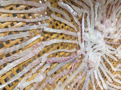 -五华鱼生客家五华菜馆(德明华府店)