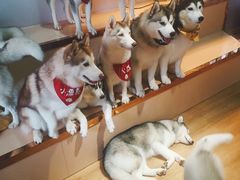 -Husky Go! 哈士奇体验馆·宠物咖啡厅狗咖