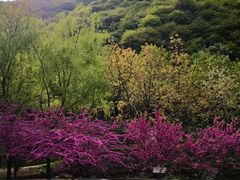 -抱龙峪