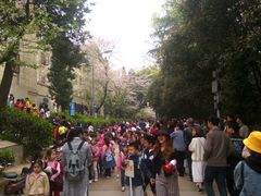 -武汉大学-樱园