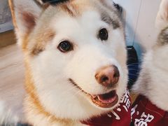 -Husky Go! 哈士奇体验馆·宠物咖啡厅狗咖