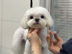 -帕帕拉兹宠物(亚洲旗舰店)