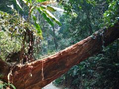 -西双版纳原始森林公园