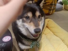 -逗柴咖啡屋·狗咖猫咖宠物桌游