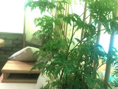 -茶理宜世(东方宝泰店)