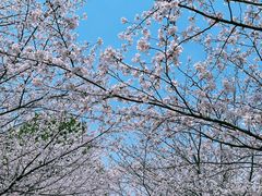 -高东镇樱花园