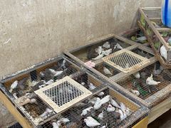 -青石桥花鸟鱼虫市场(叠翠城店)