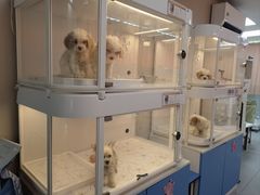 -翊宠yipet猫狗购宠庄园犬舍•猫舍