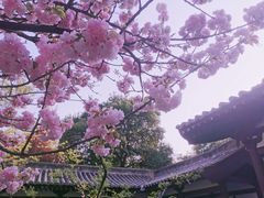 -西安青龙寺遗址景区