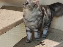 -BeauTea水仙(coco park店)