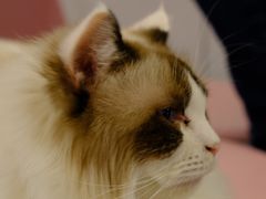 -三花喵·撸猫购宠·宠物生活馆(虹桥南丰城店)