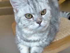 -猫友咖啡店(玉林西路店)