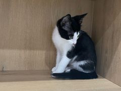 -艾贝尔宠物医院·24H转诊中心·肿瘤猫专科(江宁双龙店)