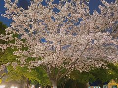 -西北湖绿化广场