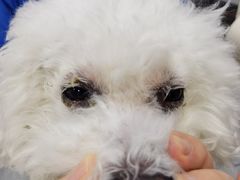 -芭比堂动物医院·24小时·眼科中心(深圳中心)