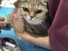 -伟伟宠物医院·CT影像中心·瑞派犬猫综合性门诊(汉口总院)