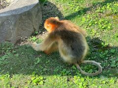 -西安秦岭野生动物园