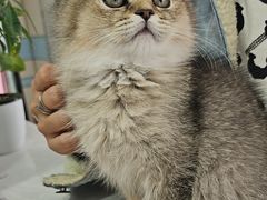 -中农国际动物医院24小时·猫科·骨科·急重症中心
