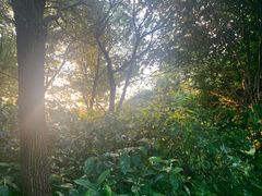 -瑶湖郊野森林公园