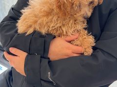 -喜多萌中农锦绣动物医院24H·猫科·牙科MRI·CT