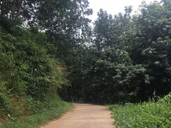 -西双版纳原始森林公园