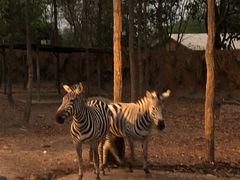 -清迈夜间动物园