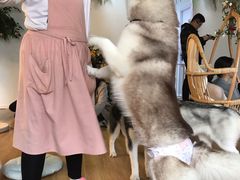 -Husky Go! 哈士奇体验馆·宠物咖啡厅狗咖