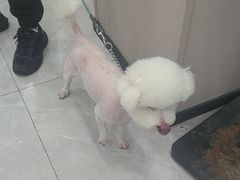 -瑞鹏宠物医院·超声·骨科·奇麟分院(蜀都万达店)