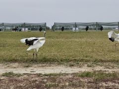 -盐城丹顶鹤湿地生态旅游区