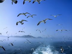 -海驴岛(荣成市)