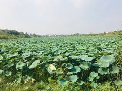 -东湖落雁景区