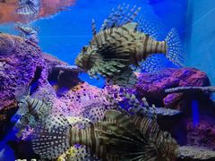 -上海海洋水族馆