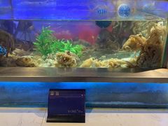 -V-ONE西雅图海鲜自助餐厅(仓山万达广场店)