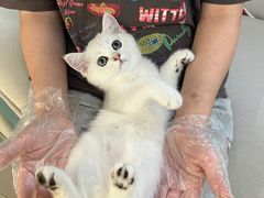 -lincat·猫舍(广州店)