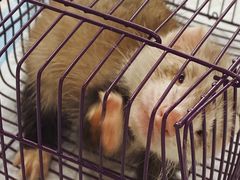 -浣熊柯尔鸭土拨鼠·电玩咖