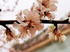 -桃花堤公园