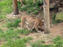 -西霞口神雕山野生动物世界