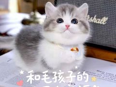 -欣宠猫屋·矮脚拿破仑·蓝金金渐层