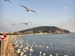 -烟墩角天鹅湖