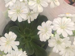 -龙大花卉苗木市场