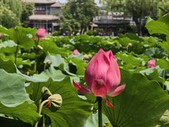 -莲池书院博物馆