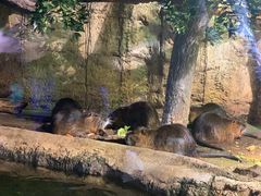 -迪拜水族馆及水下动物园