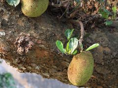 -东寨港红树林旅游区