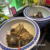 吃甲鱼的专门店  达人甲.砂锅甲鱼