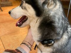 -more than meow吴止猫主题餐厅(承德 中船汇店)