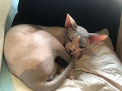 -more than meow吴止猫主题餐厅(承德 中船汇店)