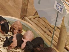 -瑞虹新天地月亮湾