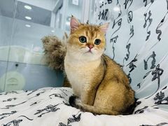 -爱洗澡的猫(望京店)